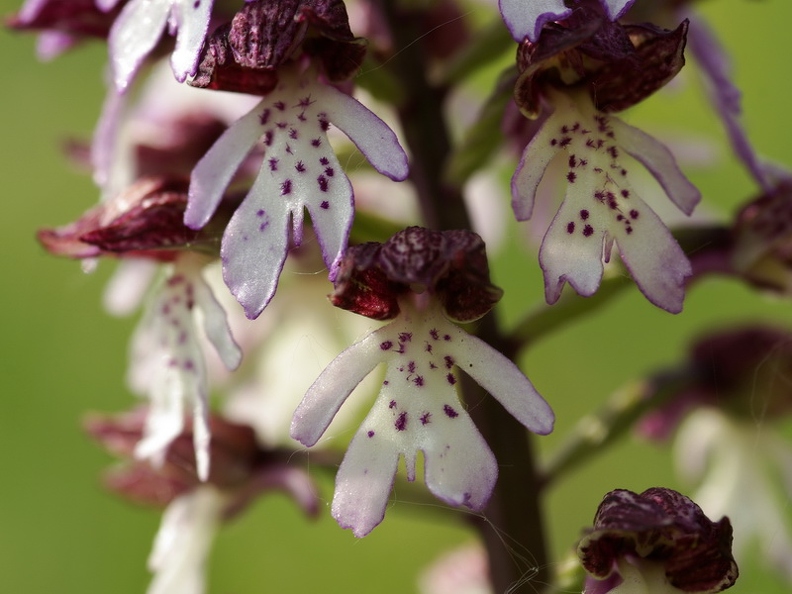 Orchis_pourpre_10.jpg