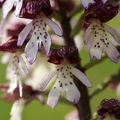 Orchis_pourpre_10.jpg