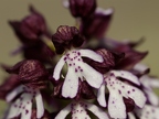 Orchis pourpre