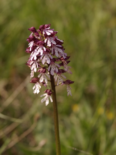 Orchis_pourpre_12.jpg