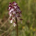 Orchis_pourpre_12.jpg