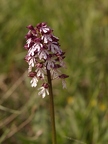 Orchis pourpre