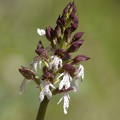 Orchis_pourpre_14.jpg