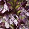 Orchis_pourpre_16.jpg