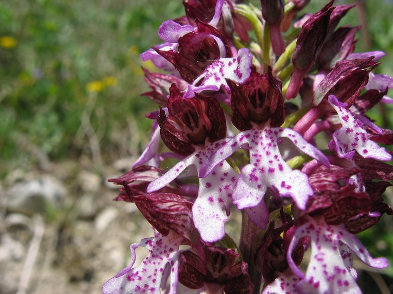 Orchis_pourpre_17.JPG