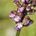 Orchis_pourpre_19.jpg