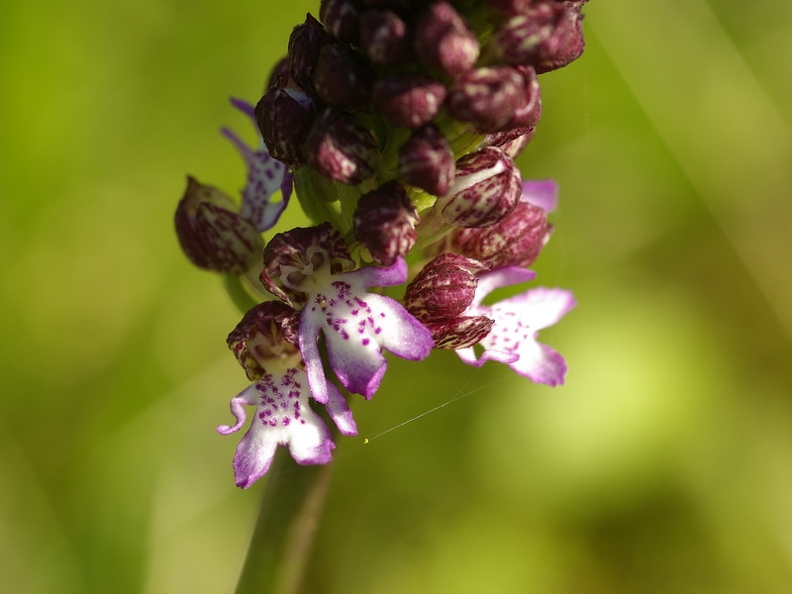 Orchis_pourpre_20.jpg