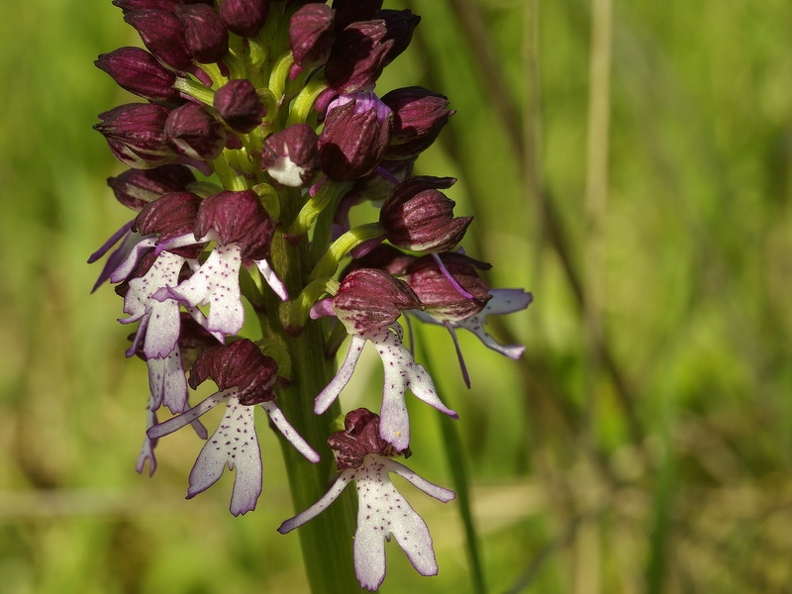 Orchis_pourpre_22.jpg