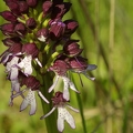 Orchis_pourpre_22.jpg