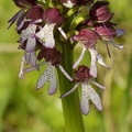 Orchis_pourpre_23.jpg