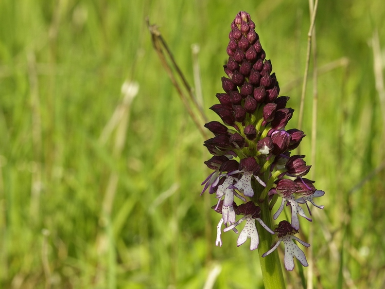 Orchis_pourpre_24.jpg