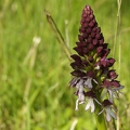 Orchis pourpre