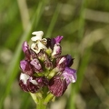 Orchis_pourpre_25.jpg
