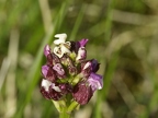 Orchis pourpre