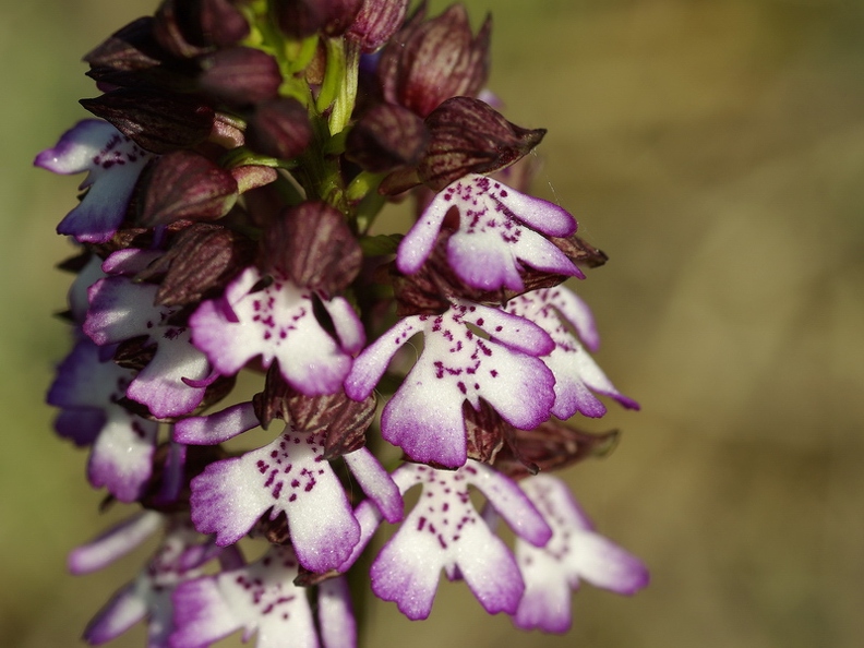 Orchis_pourpre_27.jpg