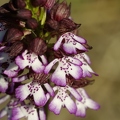 Orchis_pourpre_27.jpg