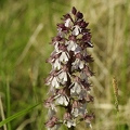 Orchis_pourpre_28.jpg