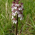 Orchis_pourpre_29.jpg