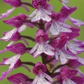 Orchis_pourpre_31.jpg
