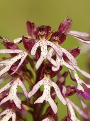 Orchis pourpre