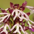 Orchis_pourpre_32.jpg
