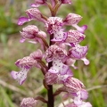 Orchis_pourpre_33.jpg