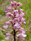 Orchis pourpre