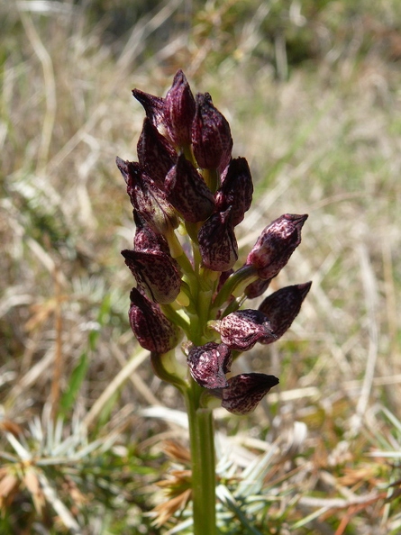Orchis_pourpre_34.jpg