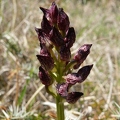Orchis_pourpre_34.jpg