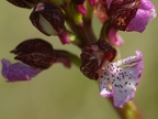 Orchis pourpre