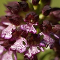 Orchis_pourpre_37.jpg