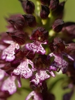 Orchis pourpre