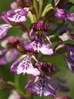 Orchis pourpre