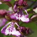 Orchis_pourpre_39.jpg