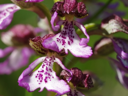 Orchis pourpre