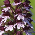 Orchis_pourpre_40.jpg