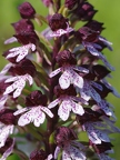 Orchis pourpre