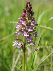 Orchis pourpre