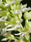 Orchis pourpre hypochrome