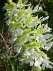 Orchis pourpre hypochrome