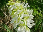 Orchis pourpre hypochrome