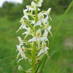 Platanthera