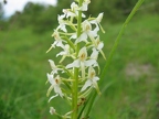 Platanthera bifolia