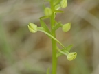 Platanthère à deux feuilles