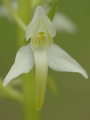 Plantanthère à deux feuilles