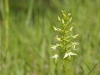 Platanthère à deux feuilles