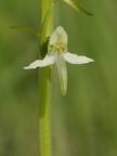 Platanthère à deux feuilles