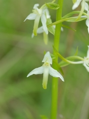 Platanthère à deux feuilles