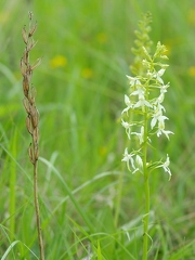 Platanthère à deux feuilles