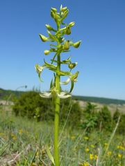 Platanthère à deux feuilles